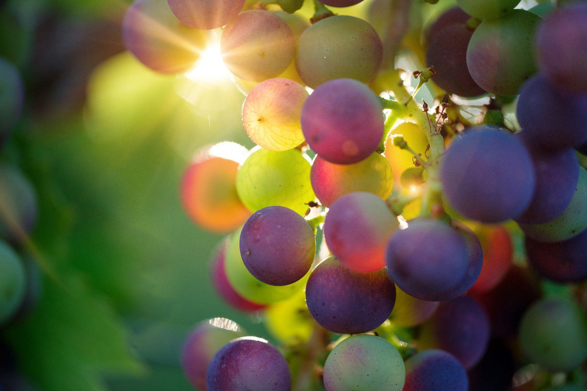 Основы выращивания плодовых, ягодных культур и винограда с применением современных технологий водоснабжения и полива